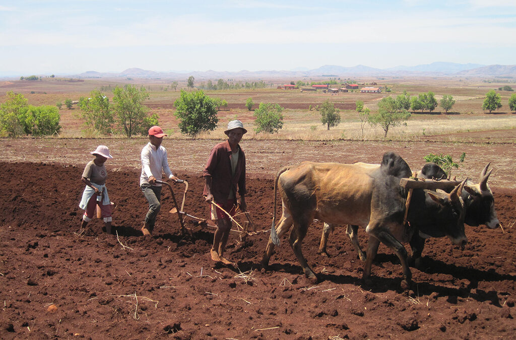 Redonner vie à la terre de Madagascar