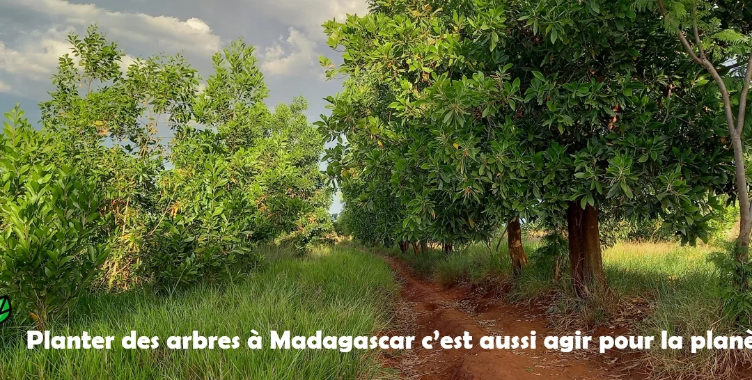 Des milliers d’arbres à Madagascar