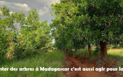 Des milliers d’arbres à Madagascar